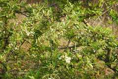 Pyracantha crenulata